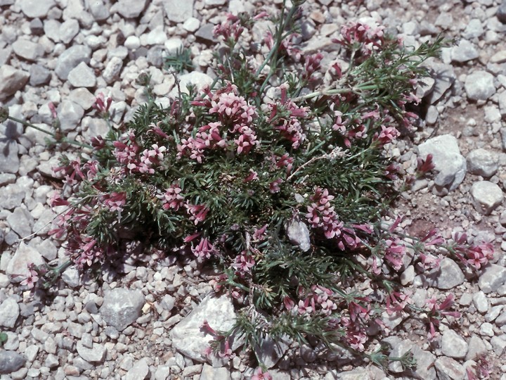 Asperula boissieri