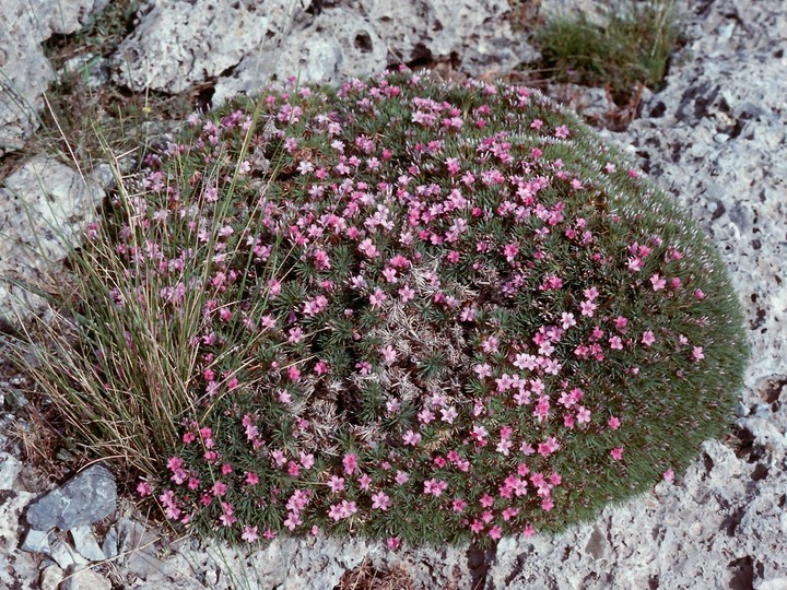 Acantholimon androsaceum