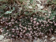 Asperula boissieri