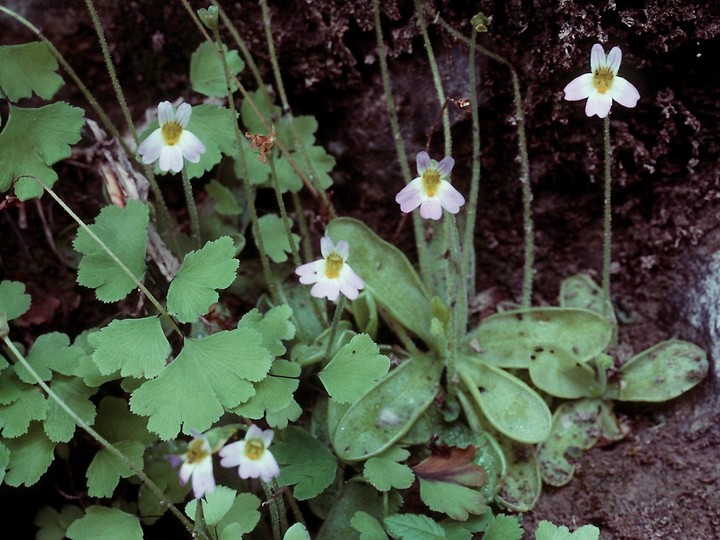 Pinguicula hirtiflora