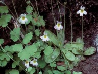 Pinguicula hirtiflora