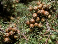 Juniperus foetidissima