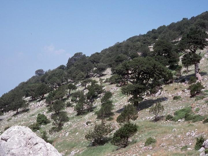 Juniperus foetidissima