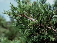 Juniperus foetidissima