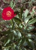 Paeonia mascula