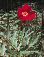 Paeonia mascula