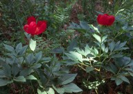 Paeonia mascula