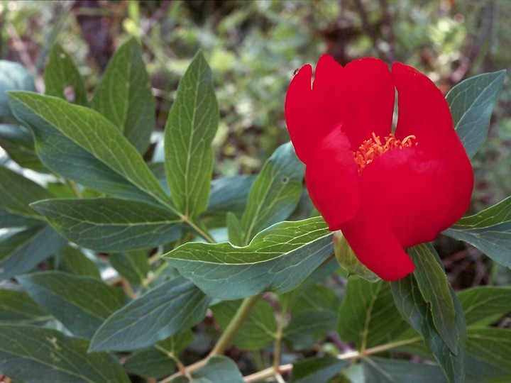 Paeonia mascula