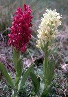 Dactylorhiza sambucina