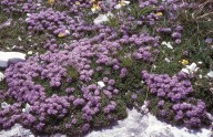 Globularia meridionalis