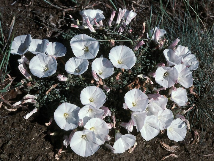 Convolvulus compactus