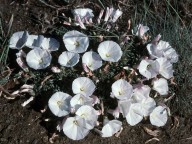 Convolvulus compactus