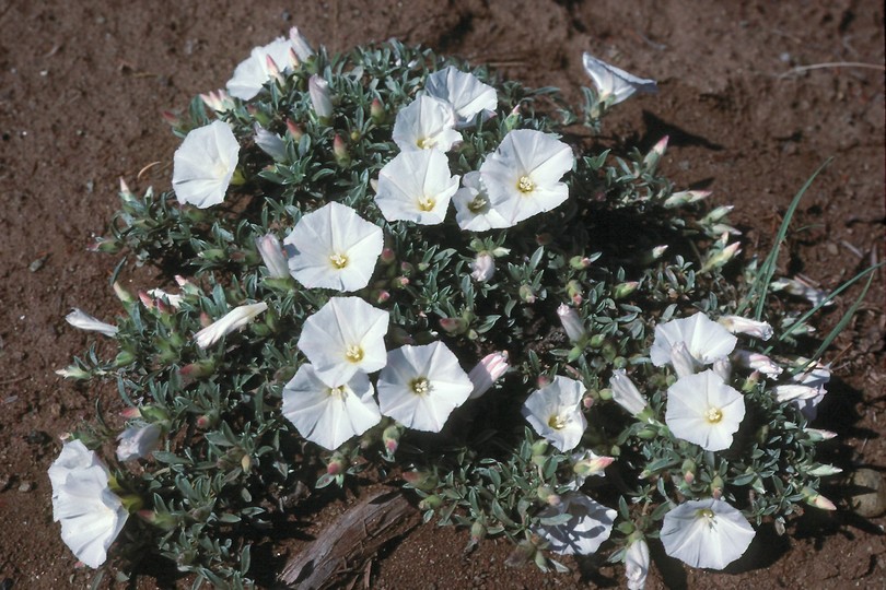 Convolvulus compactus