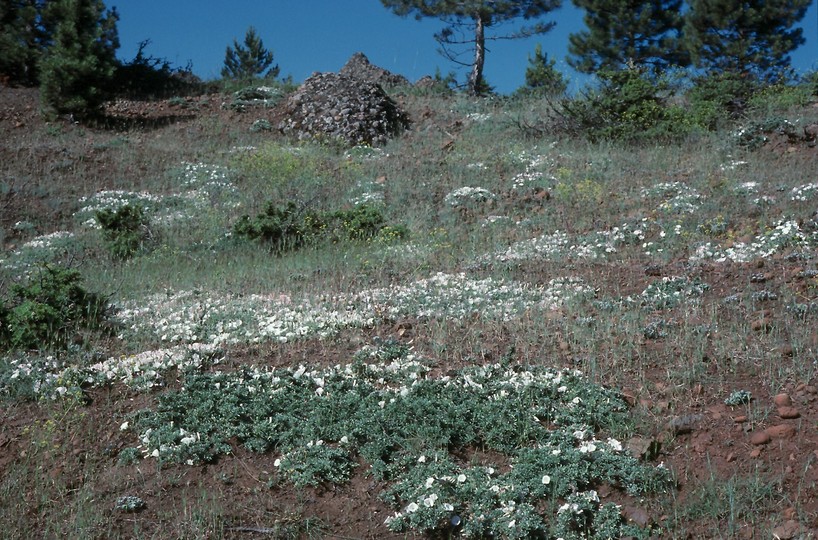 Convolvulus compactus