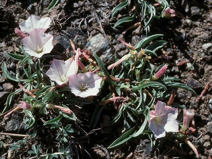 Convolvulus sp.1