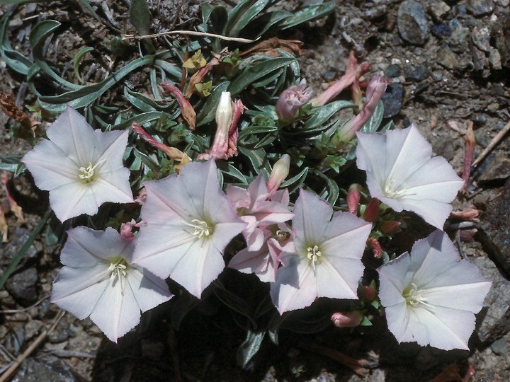 Convolvulus sp.1