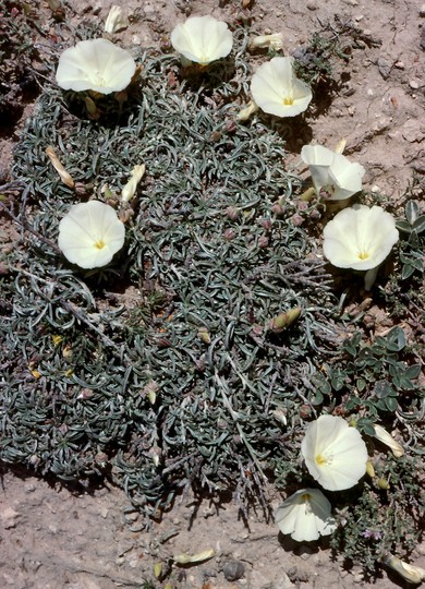 Convolvulus sp.3