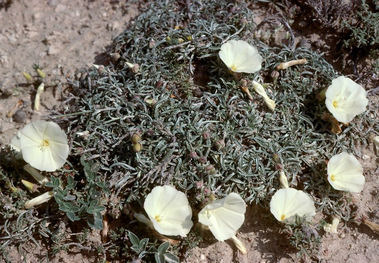 Convolvulus sp.3