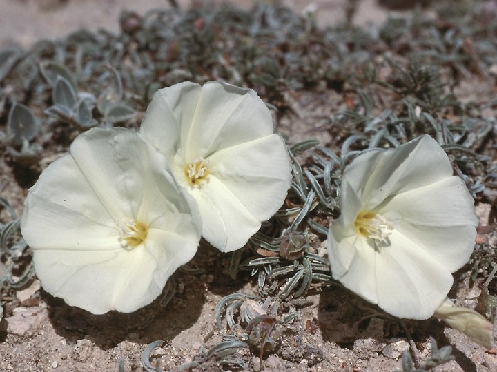 Convolvulus sp.3