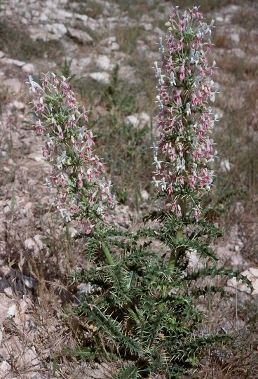 Morina persica