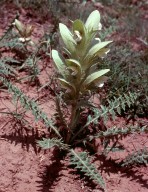 Acanthus hirsutus