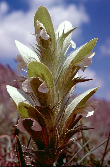 Acanthus hirsutus