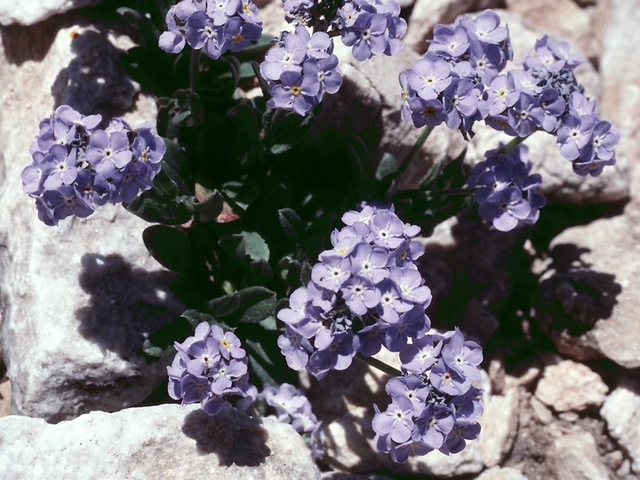 Myosotis olympica cfr