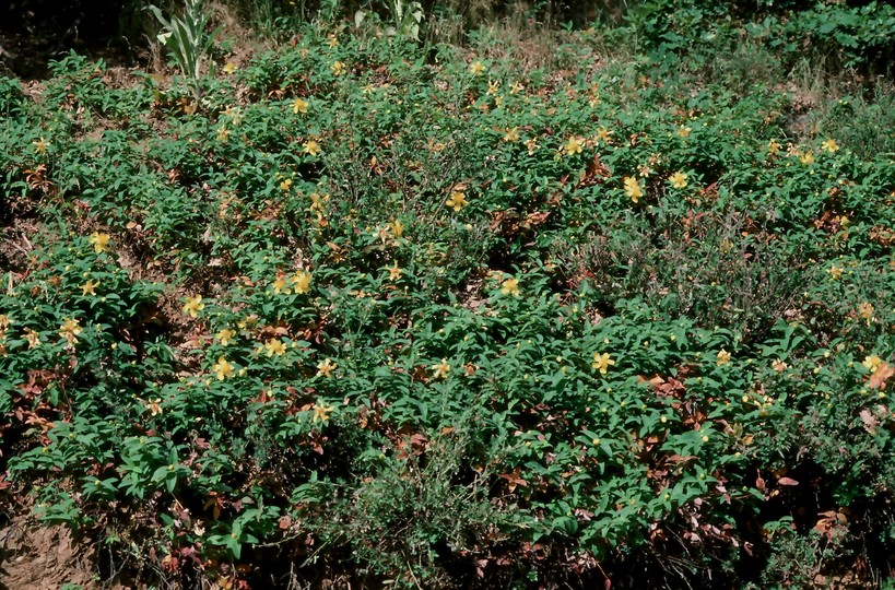 Hypericum androsaemum