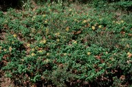 Hypericum androsaemum