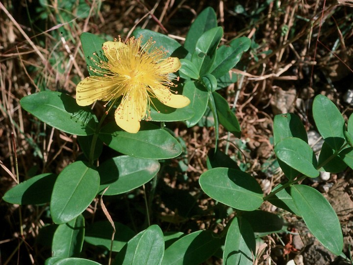 Hypericum androsaemum