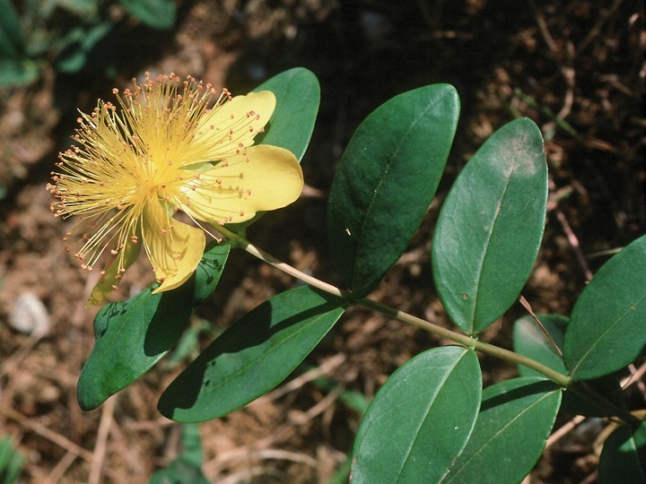 Hypericum androsaemum