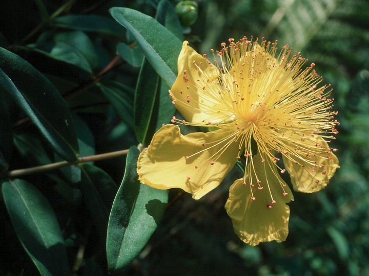 Hypericum androsaemum