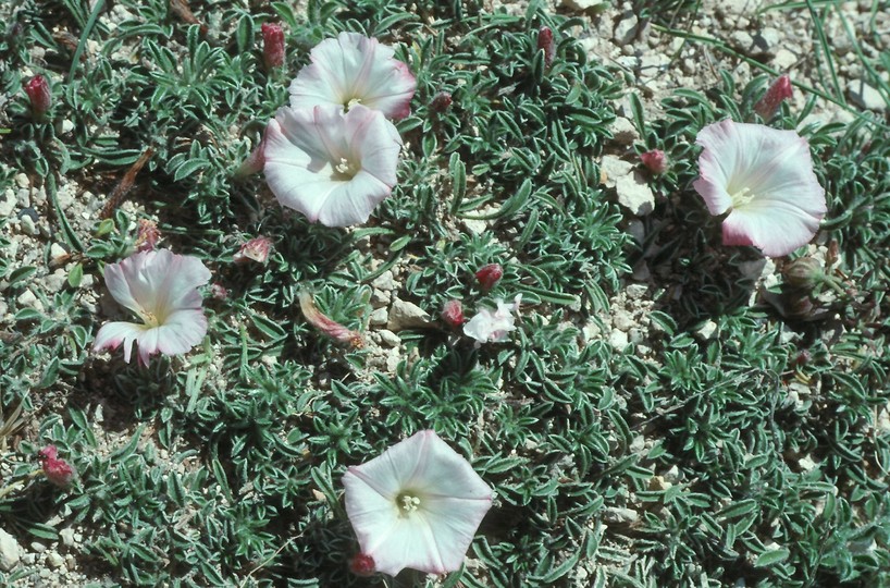 Convolvulus assyricus?