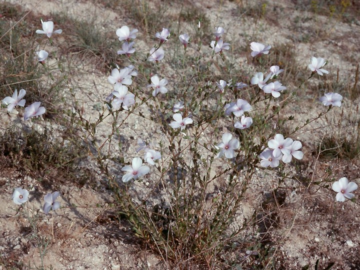 Linum sp.2