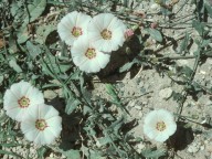 Convolvulus sp.2