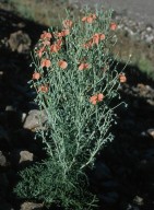 Papaver sp.2