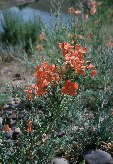 Papaver sp.2