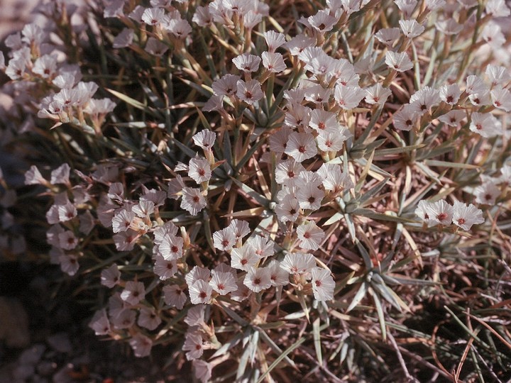 Acantholimon sp.