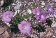 Linum sp.1