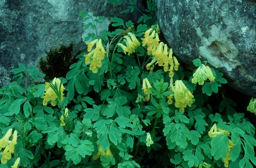 Corydalis lutea