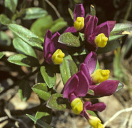 Polygala chamaebuxus ssp. grandiflora