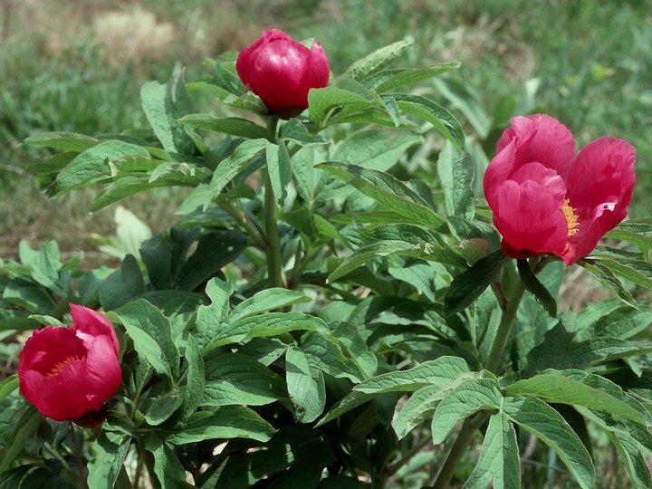 Paeonia officinalis