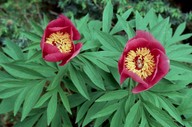 Paeonia officinalis