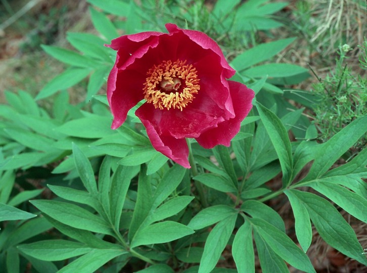 Paeonia officinalis