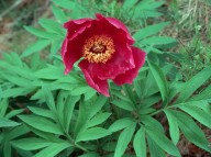 Paeonia officinalis