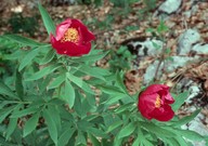 Paeonia officinalis