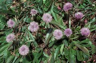 Globularia nudicaulis