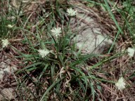 Carex baldensis