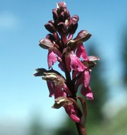 Orchis spitzelii