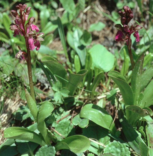 Orchis spitzelii